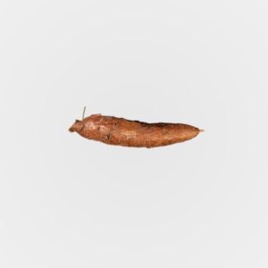 Cassava